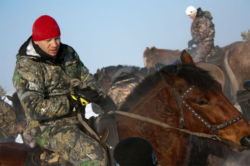 horses.jpg